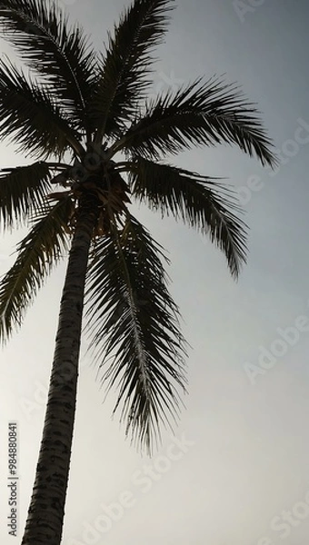 Fototapeta Swaying palm tree silhouette against a white background