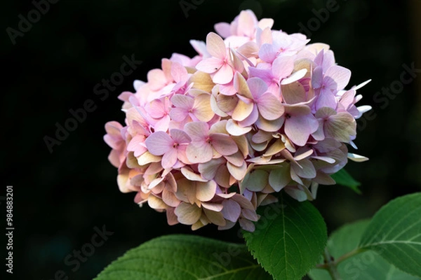 Fototapeta hydrangea with dark background