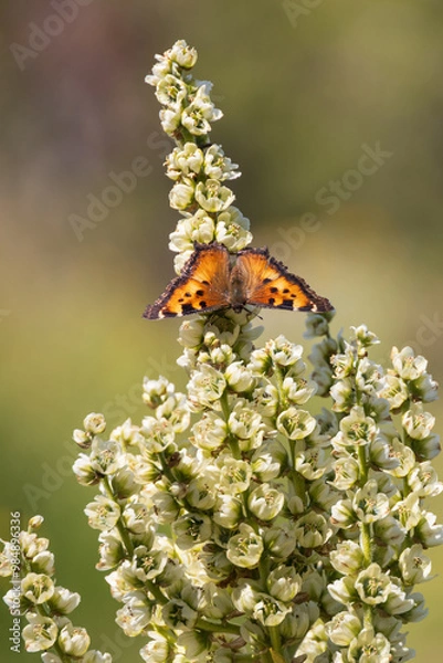 Obraz Butterfly on a flower