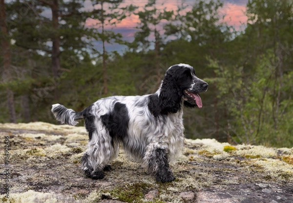 Fototapeta Portrait of a purebred English Cocker Spaniel. The dog stands on a rocky ledge and looks into the distance. The color is blue-roan. Trees and a sunset are visible in the background. Summer. Wildlife.