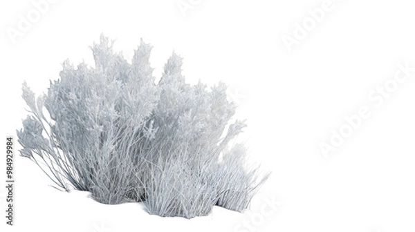 Obraz A close-up of a snowy bush isolated on a white background. The bush is covered in frost, making it look like it's been sprinkled with sugar.