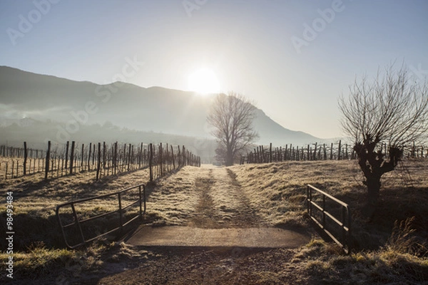 Obraz Wine yard in winter