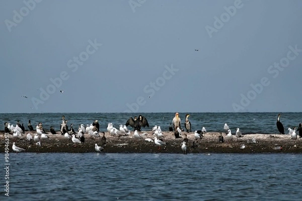 Obraz group of different water birds on a rock at Lake Victoria in Uganda