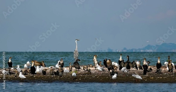 Obraz group of different water birds on a rock at Lake Victoria in Uganda
