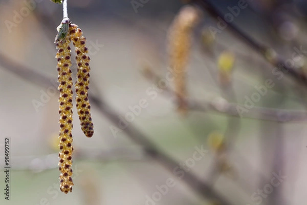 Obraz Alder buds. Blurred background.