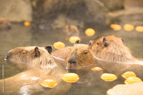 Obraz 柚子の入った温泉に浸かるカピバラ
