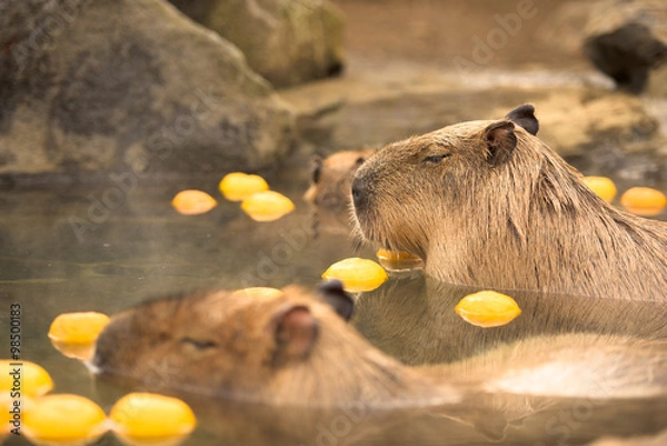 Obraz 柚子の入った温泉に浸かるカピバラ