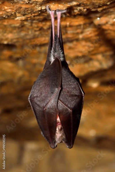 Fototapeta Lesser horseshoe bat (Rhinolophus hipposideros). A rare bat hanging from rock in a cave in Somerset, UK
