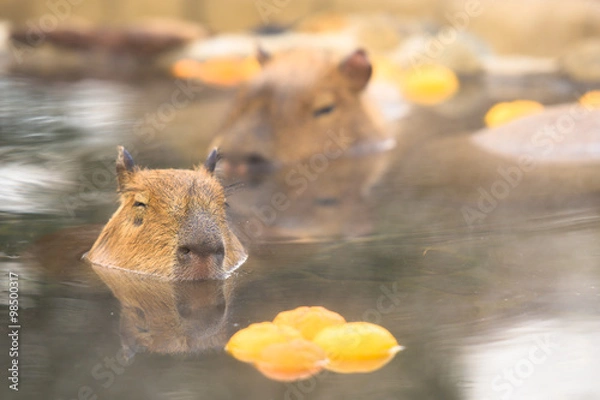 Obraz 柚子の入った温泉に浸かるカピバラ