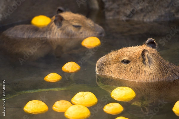 Obraz 柚子の入った温泉に浸かるカピバラ