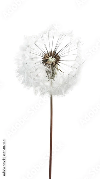Obraz A close up image of a dandelion with its seeds ready to fly away in the wind.