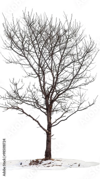 Obraz A bare tree with no leaves stands in a snowy patch of ground. It's a wintery scene with a cold feel.