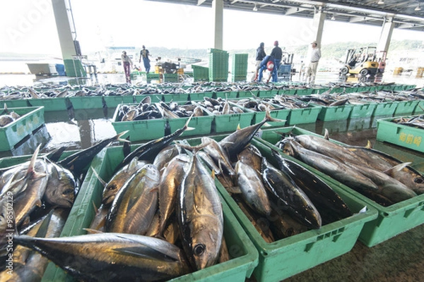 Fototapeta 市場に並ぶカツオ