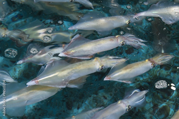 Obraz 呼子のイカ