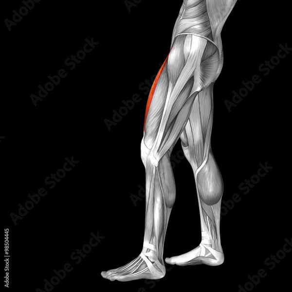 Fototapeta Conceptual 3D human back upper leg muscle anatomy