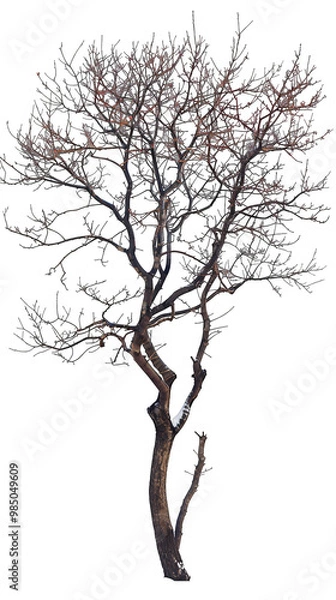 Obraz A bare tree in the winter, its branches reaching towards the sky.