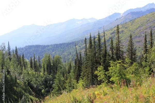 Fototapeta Горная тайга на подъёме к Караташскому перевалу. Кузнецкий Алатау