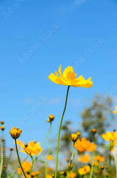 Obraz cosmos yellow flowers