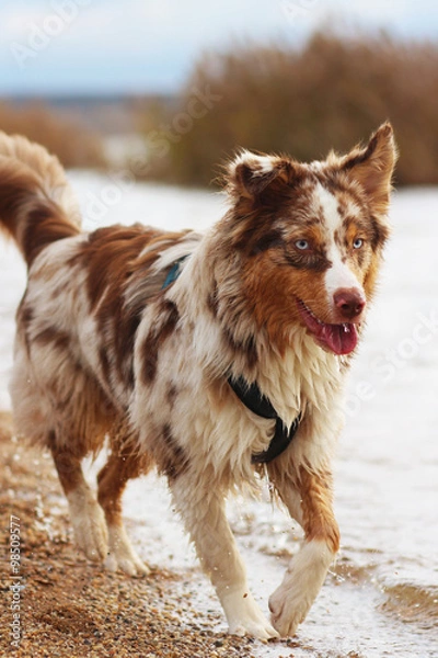 Obraz Australian Shepherd