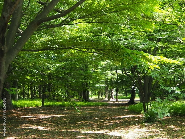 Fototapeta 北の丸公園の散歩道
