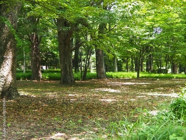 Fototapeta 北の丸公園の散歩道