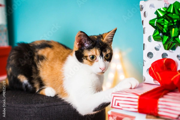 Fototapeta Eine Süße Katze mit Weihnachtsgeschenken