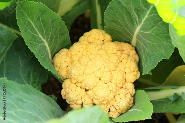 Fototapeta Orange Cauliflower