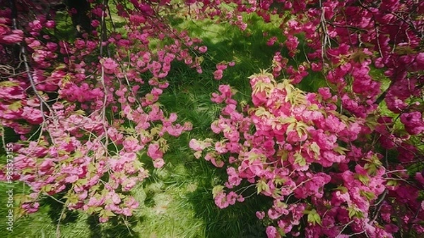 Fototapeta A beautiful view of cherry blossom trees in full bloom during spring, with delicate pink petals covering the branches against a bright blue sky 