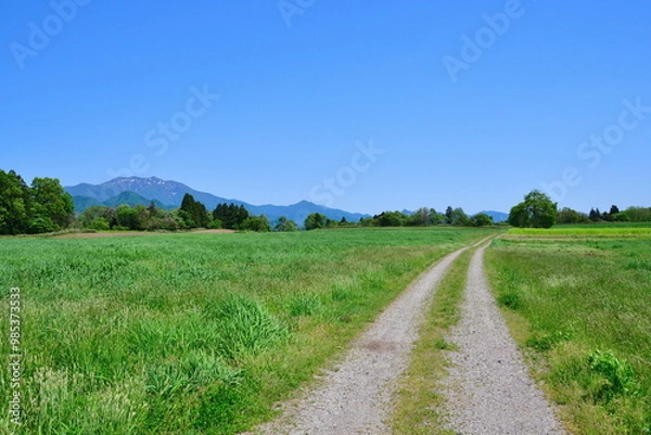 Obraz 楢山の一本桜（新潟県）