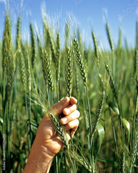 Fototapeta Wheat Crop 2 months before harvest.in the central west of New South Wales, Australia.