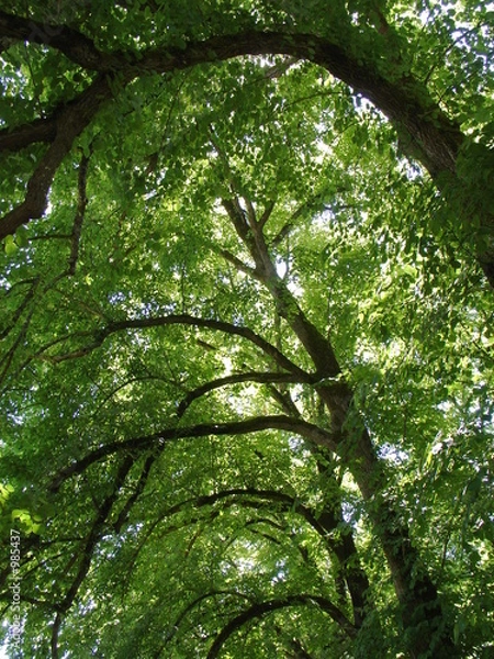 Obraz tilleuls de profil