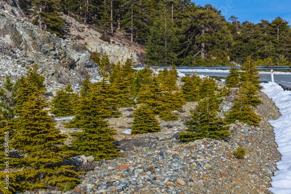 Obraz pine tree mountain landscape