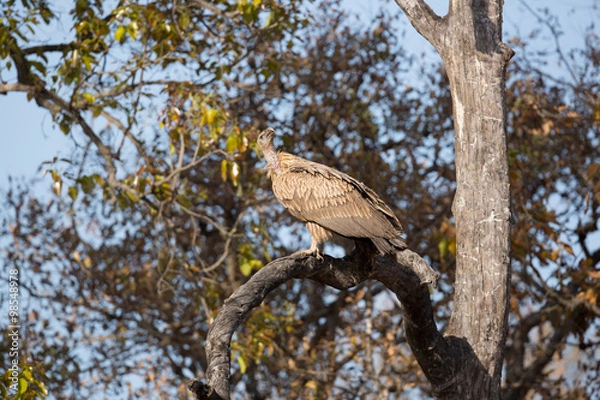 Obraz vulture/vulture