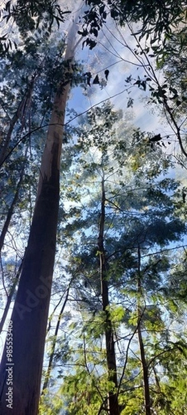 Fototapeta trees in the forest