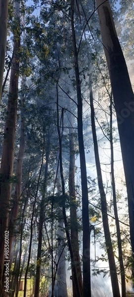 Fototapeta smoke with trees