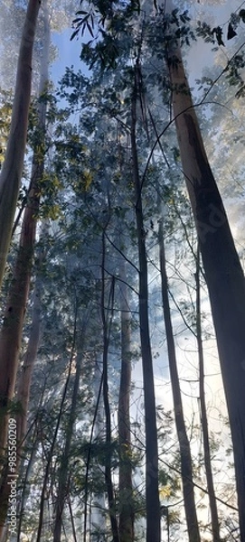 Fototapeta trees in the forest