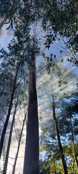 Fototapeta trees in the forest