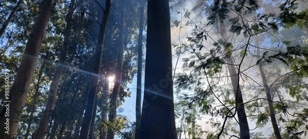 Fototapeta sunset in the forest