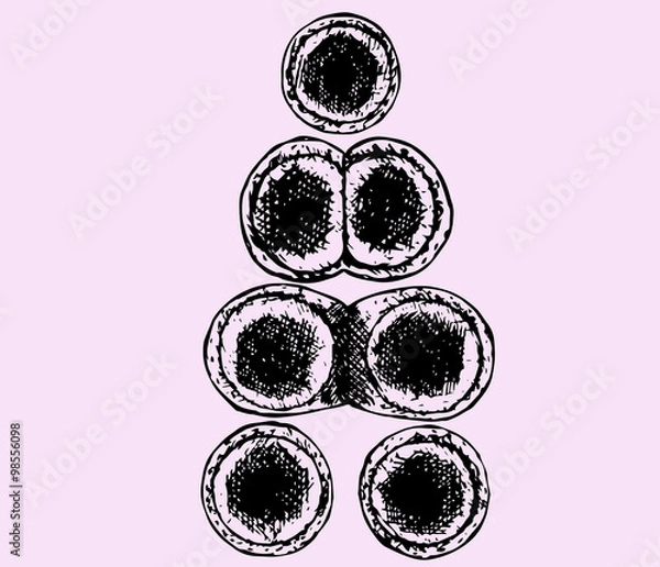 Obraz division of cell, hand drawn, doodle style