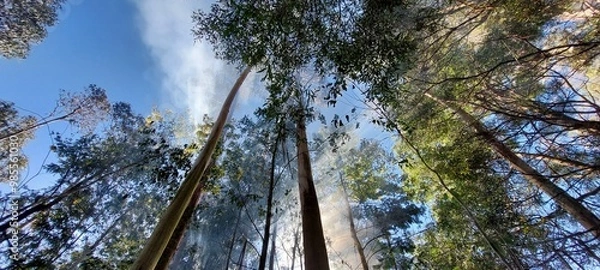 Fototapeta sky and trees