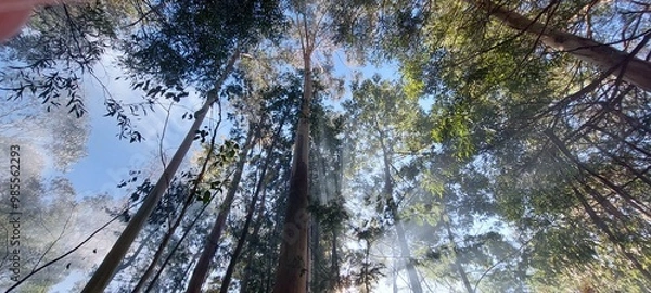 Fototapeta trees and sky