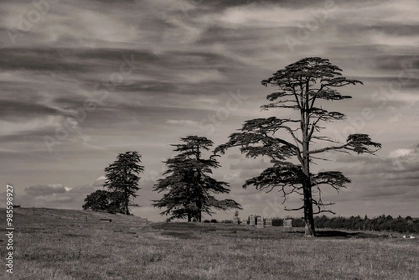 Fototapeta Three trees in black and white against a light cloudy sky