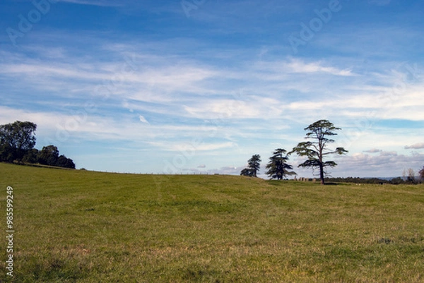 Fototapeta Three trees against a blue sky with light clouds