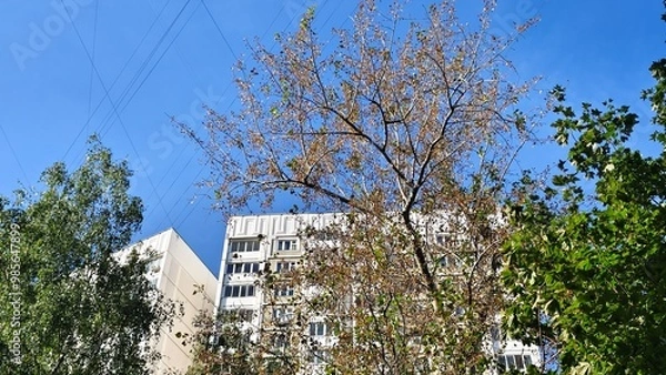 Obraz house in the park