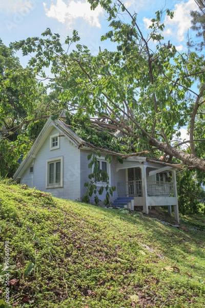 Fototapeta falling tree after hard storm on damage house