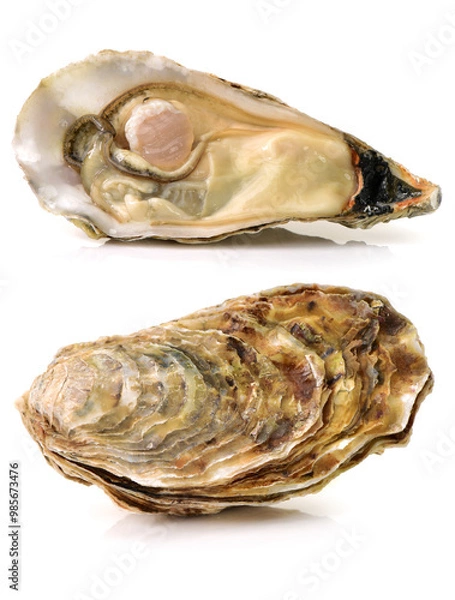 Obraz Fresh oyster on white background