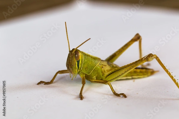 Fototapeta the grasshopper on paper background