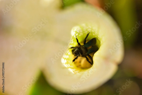 Fototapeta Pitcher carnivorous plant capturing wasp insects