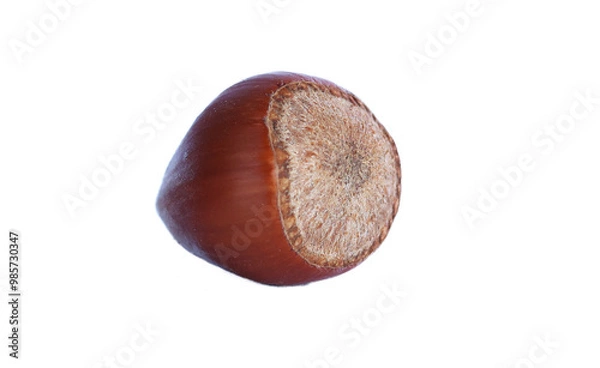 Obraz Hazelnut nut detail zoom from profile in autumn without background