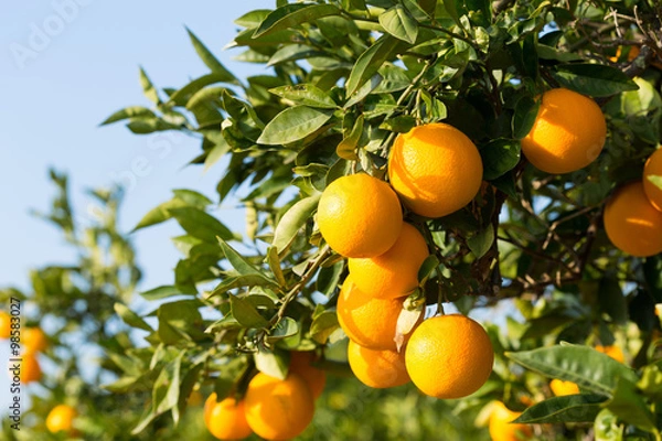 Obraz Valencia orange trees